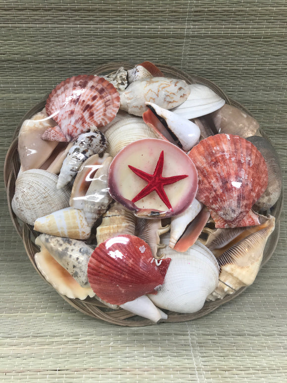CARGA DE OLOKUN-Sea Shells