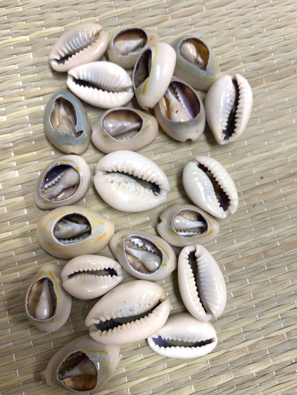 Bolsa de 21 Caracoles Abiertos- Bag of 21 Open Cowrie Shells