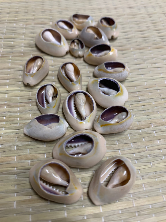 Bolsa de 18 Caracoles Abiertos- Bag of 18 Open Cowrie Shells