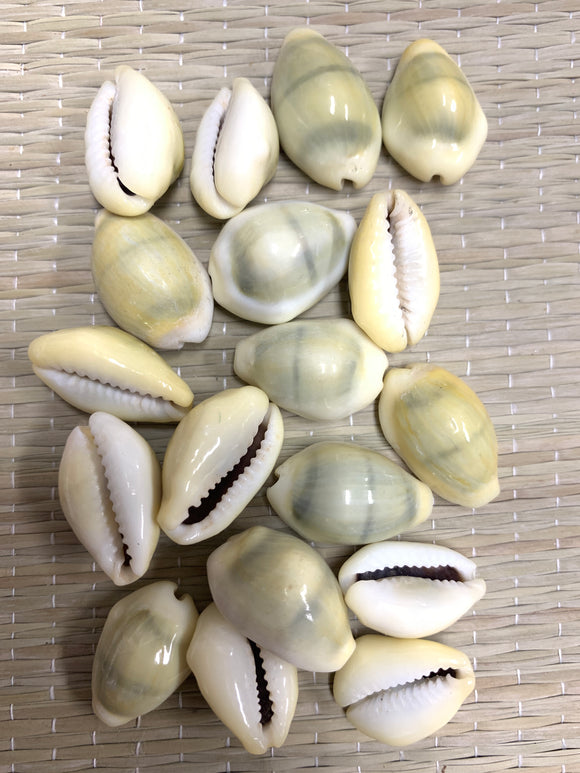 Bolsa de 18 Caracoles Cerrados- Bag of 18 Closed Cowrie Shells